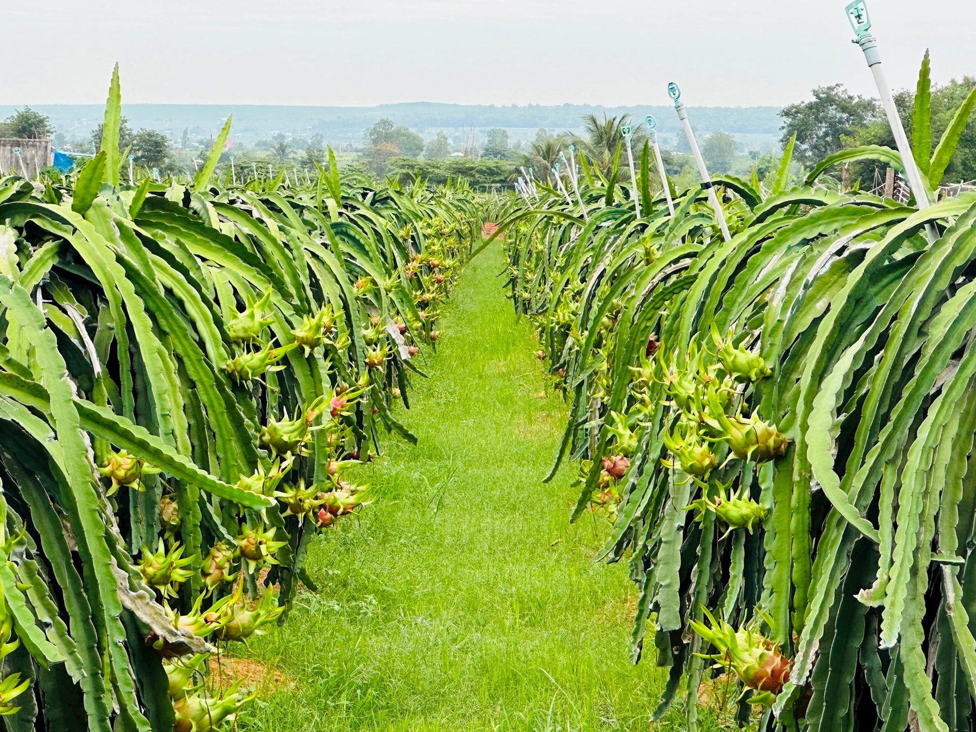 Trang trại thanh long GlobalGAP