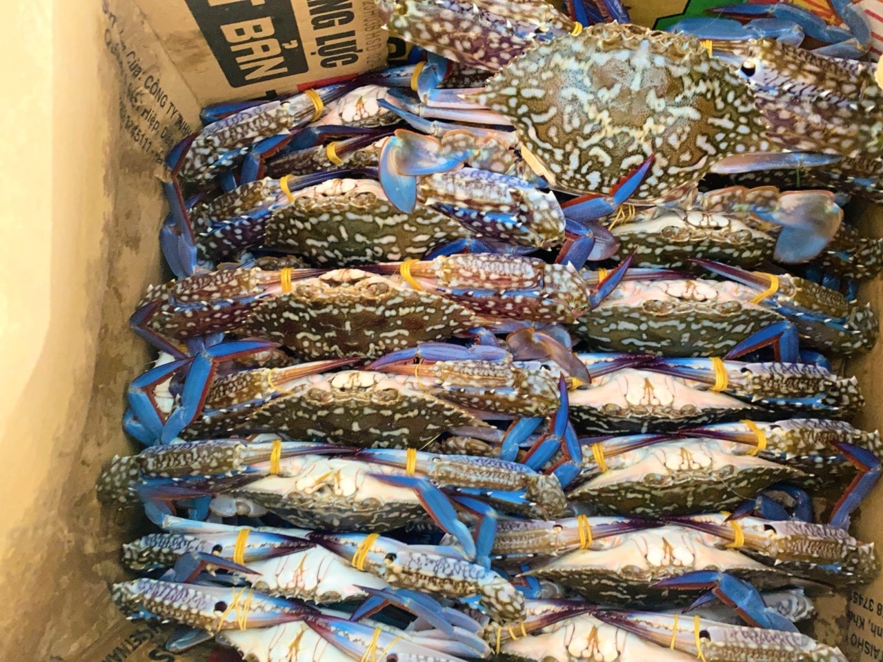 Vùng biển Lâm Đồng vào mùa ghẹ lưới