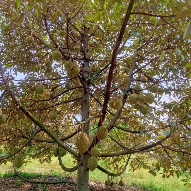 Truy xuất nguồn gốc sản phẩm, tạo niềm tin khách hàng