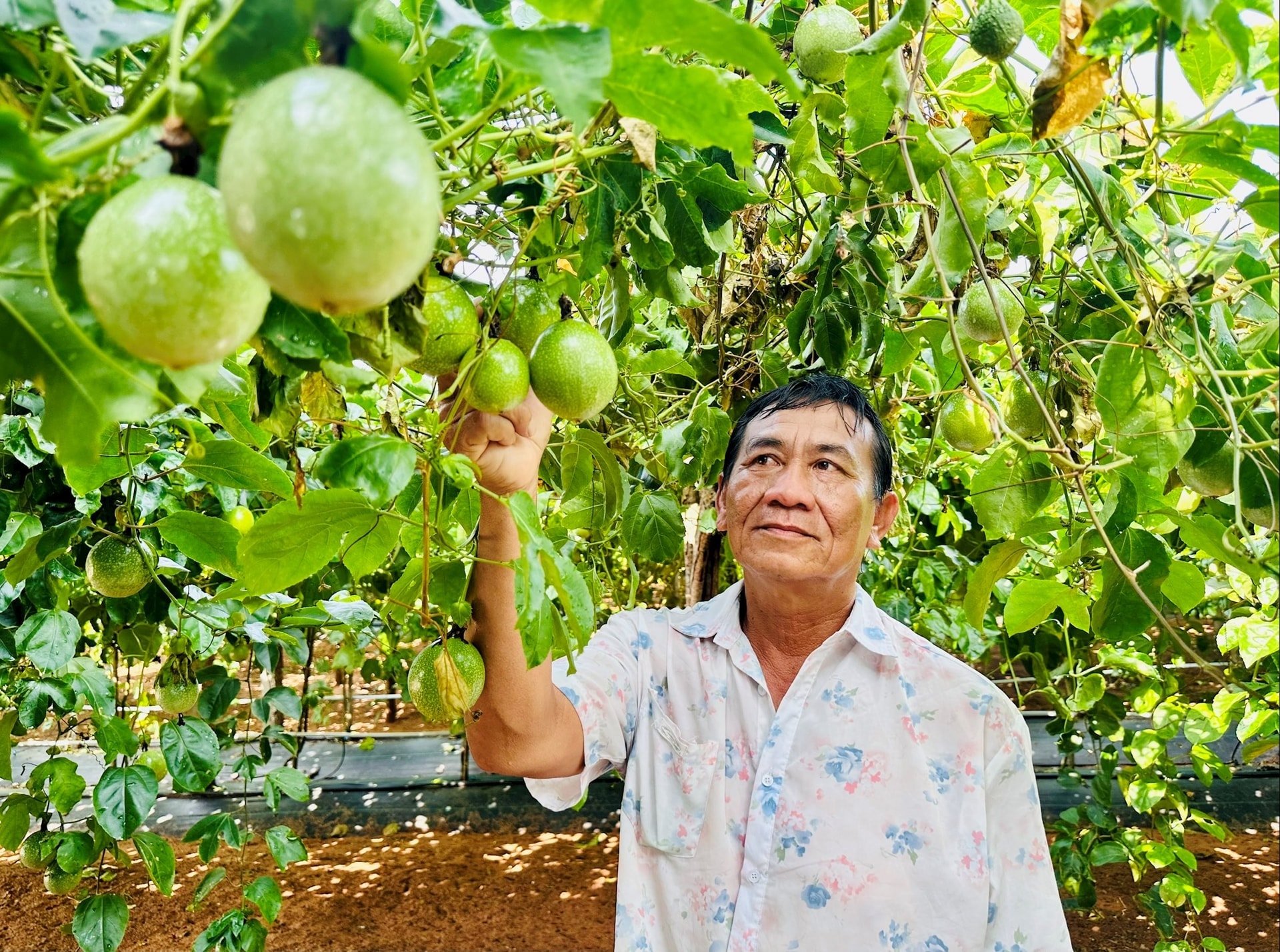 Hiệu quả trồng chanh dây Hoàng Kim trên vùng đất cát