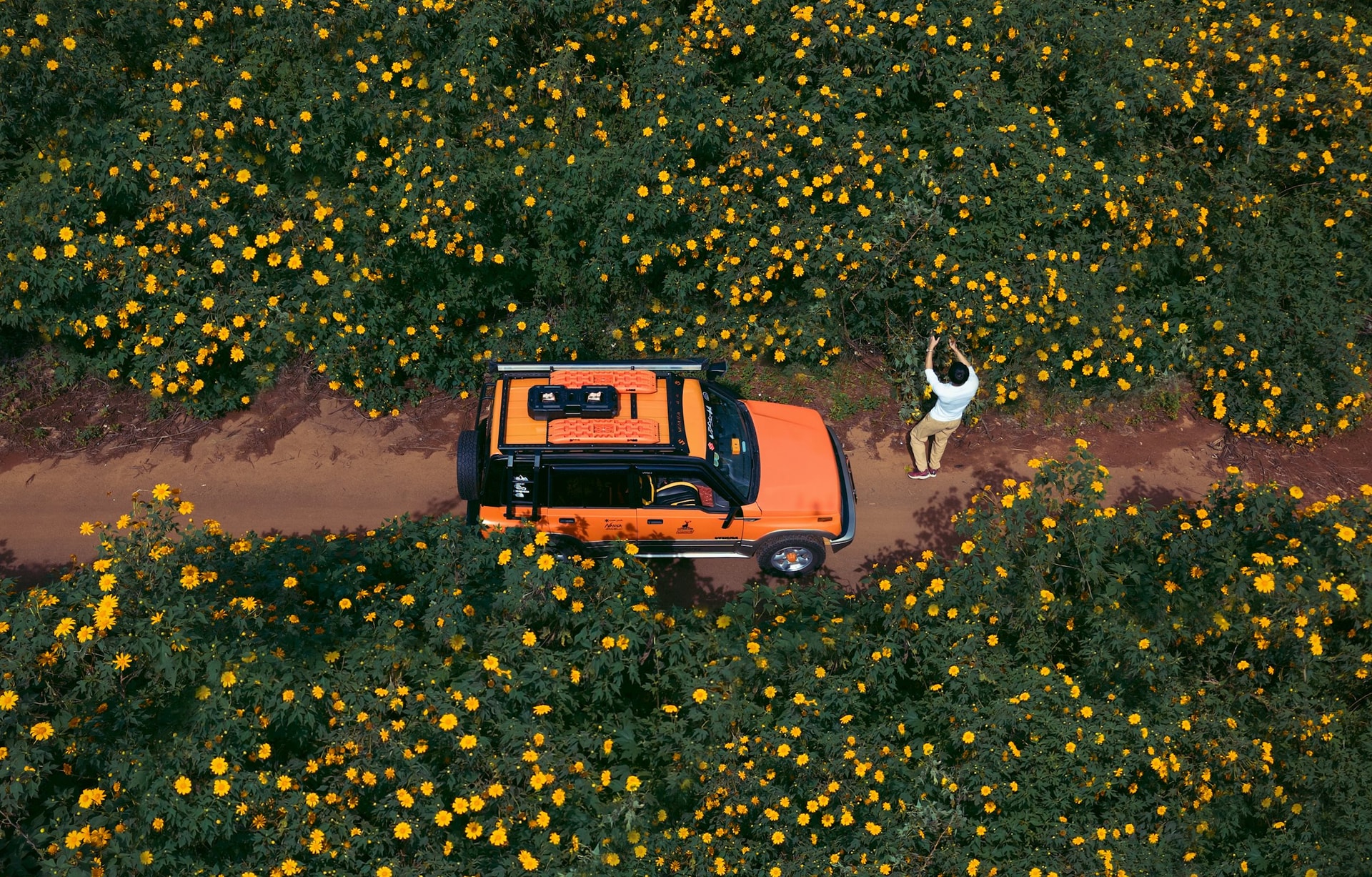 Đà Lạt mùa dã quỳ và nắng vàng rực rỡ