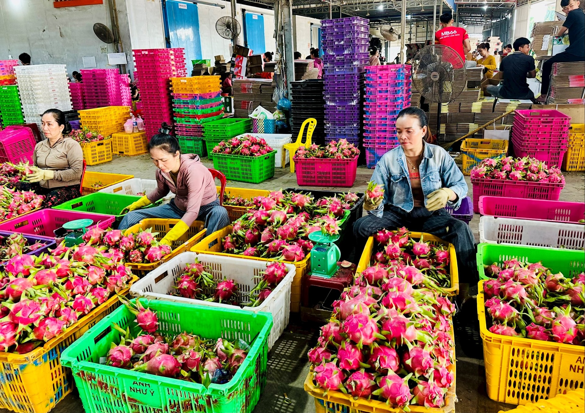 Hiếm hàng, thanh long chong điện tại Lâm Đồng tăng giá cao