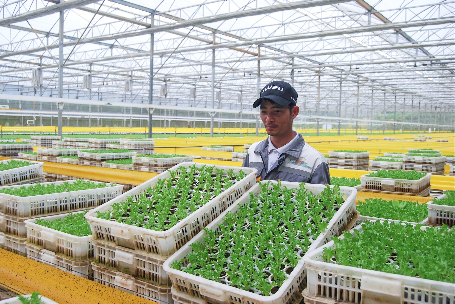 4 mùa xà lách thủy canh