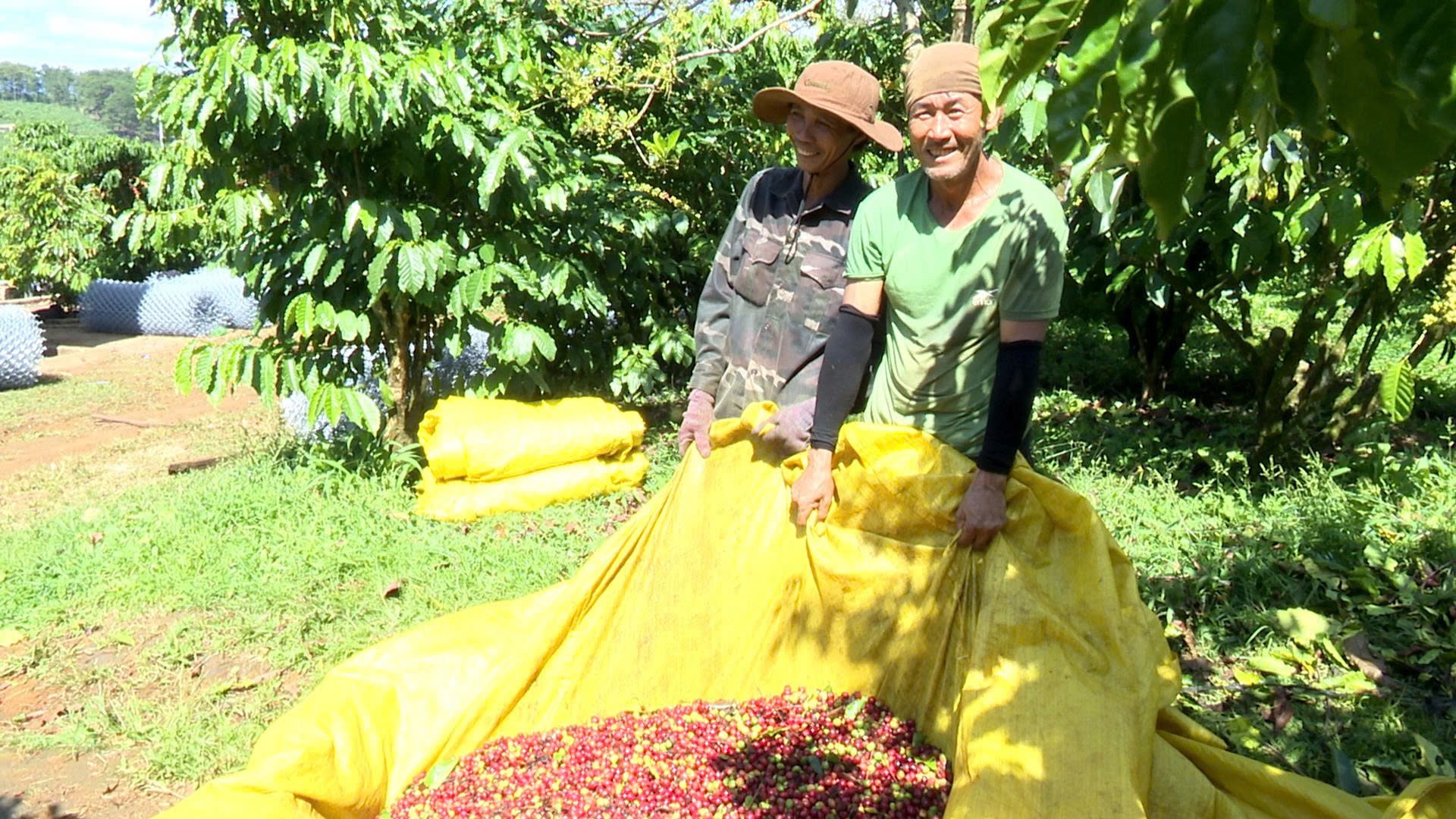 Khẳng định vị thế “vàng nâu” Lâm Ðồng