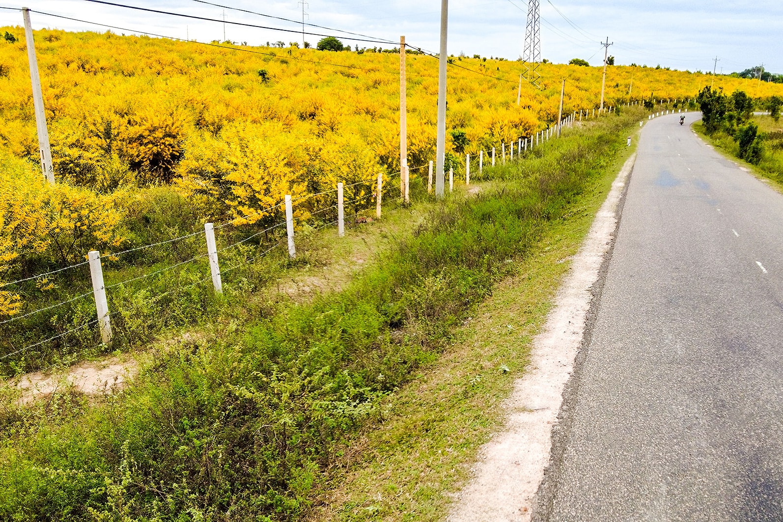 Về Lâm Đồng biển xanh ngắm sắc vàng của rừng tràm