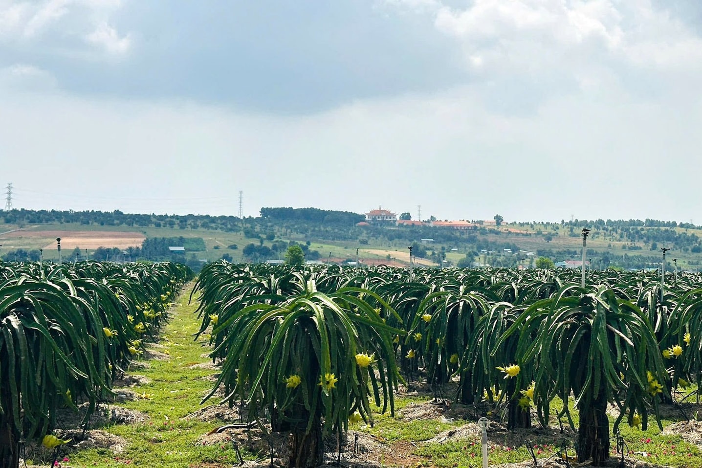 Chế biến cành thanh long thành phân hữu cơ