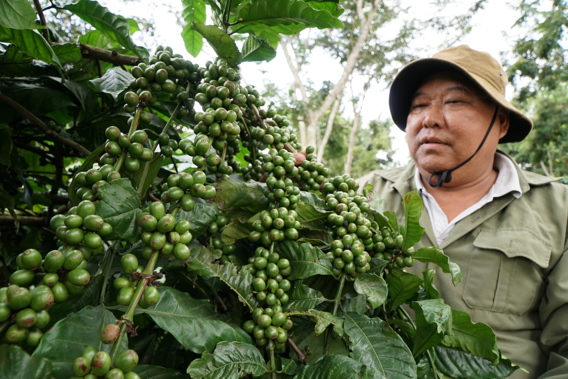 Để hạt cà phê vươn ra thị trường quốc tế