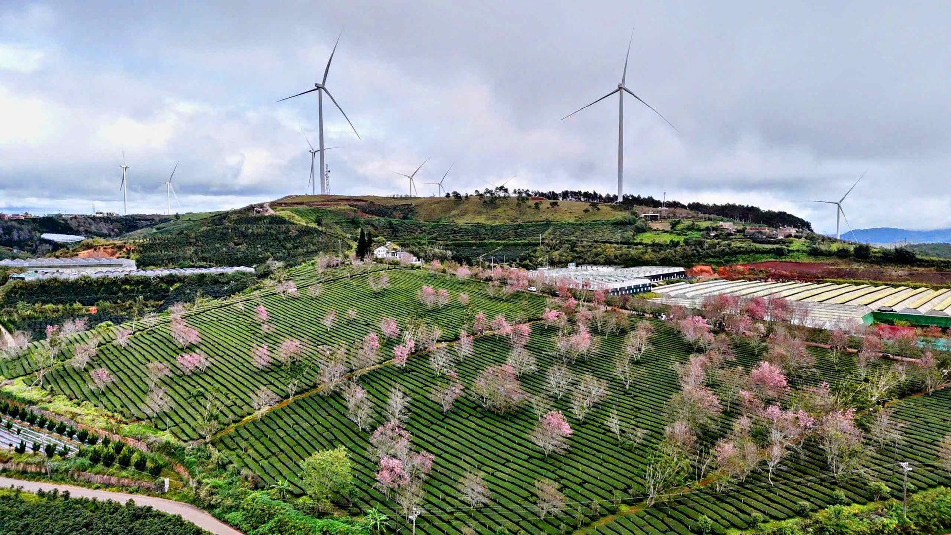 Mai anh đào nở rộ, vùng ven Đà Lạt khoác áo hồng giữa mùa xuân