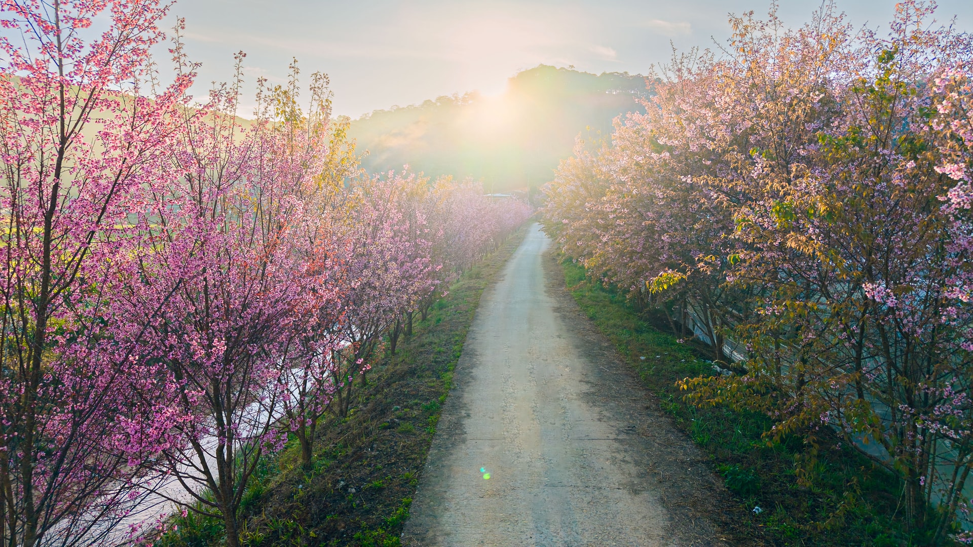 Hoa Mai Anh Đào Đà Lạt: Chuyện về những nhành hoa dệt nên cõi mộng