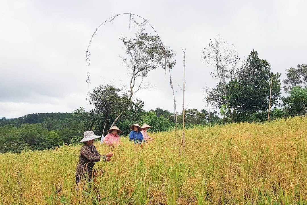 Lúa mẹ thơm vàng ở miền ruộng núi
