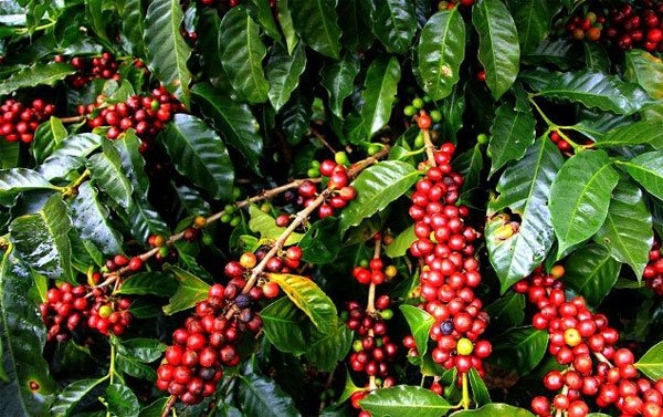 80 ha cà phê hữu cơ sản xuất theo chuỗi liên kết
