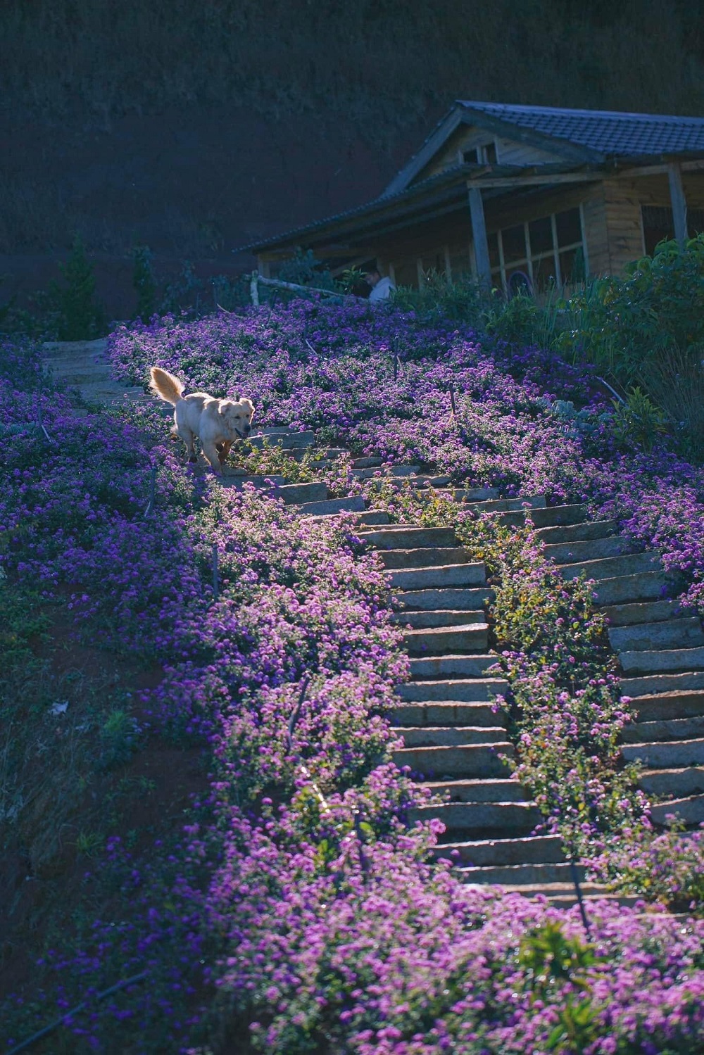 Du lịch Nhật Bản ngắm hoa Lavender mùa Covid-19 - Du lịch Nhật Bản A-Z