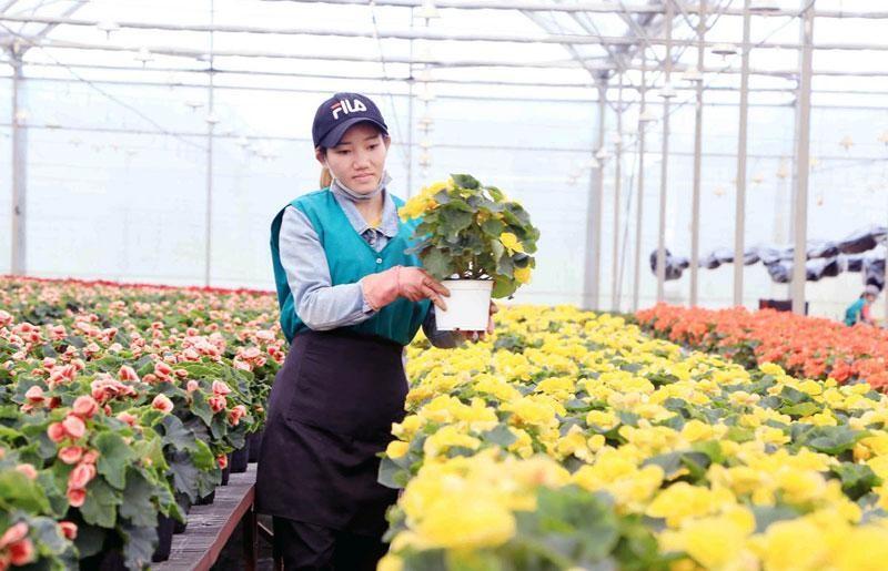 Lâm Đồng phát triển hơn 65 nghìn ha nông nghiệp công nghệ cao