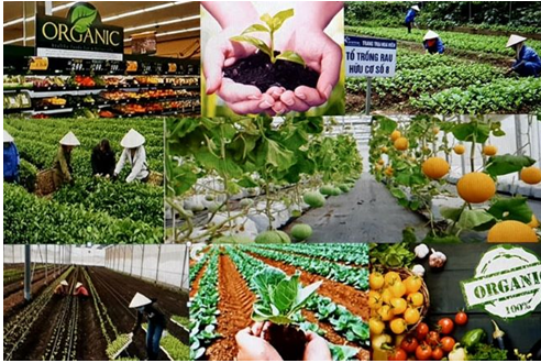 Lâm Đồng: Giá trị sản xuất nông nghiệp đạt gần 250 triệu/ha