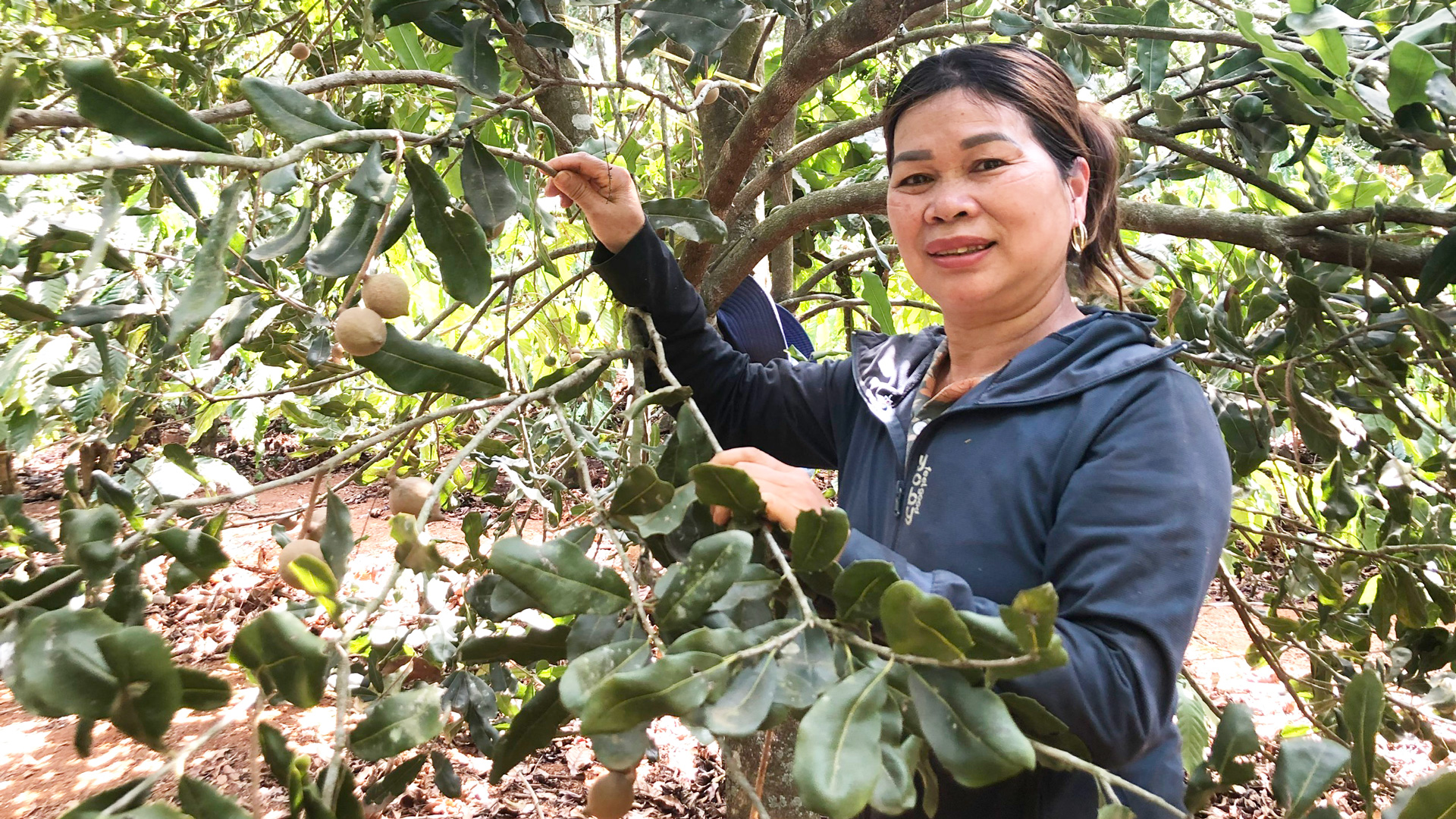 Canh tác cà phê vườn - rừng: Nông dân triệu phú