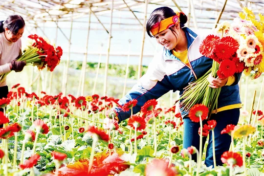Lâm Đồng phát huy giá trị hệ sinh thái nông nghiệp